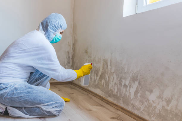 Licensed Commercial Mold Remediation service in West Point, VA - Car Mold Remediation