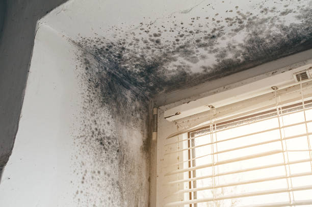 Affordable Commercial Mold Remediation solutions in West Point, VA